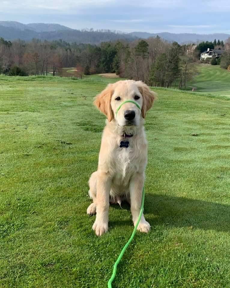 Reems Creek Golf Club | restaurant | 36 Pink Fox Cove Rd, Weaverville, NC 28787, USA | 8286454393 OR +1 828-645-4393