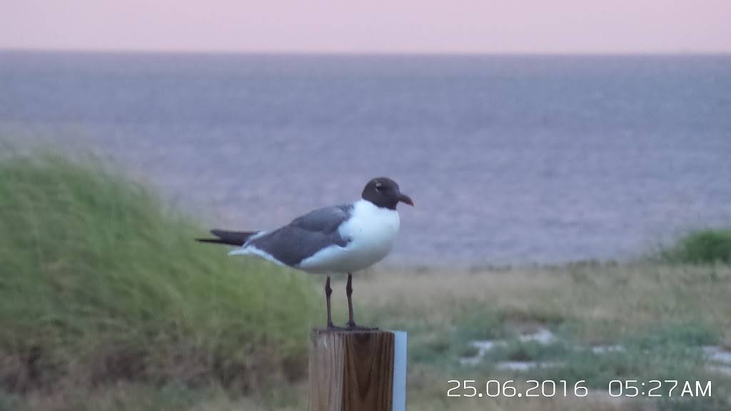 Shortys Place | restaurant | 7901 U.S. Hwy 181 S, Hobson, TX 78117, USA | 8302543322 OR +1 830-254-3322