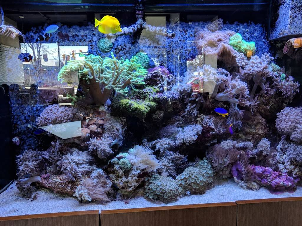 Charlie Kangs Restaurant | restaurant | 109 E Grand River Ave, East Lansing, MI 48823, USA | 5173324696 OR +1 517-332-4696