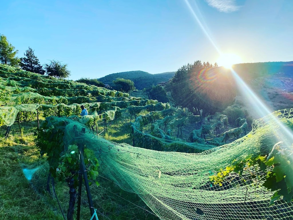 DA Vines Vineyard Wines & Bistro | restaurant | 705 N Main St Suite A, Cottonwood, AZ 86326, USA | 9286346710 OR +1 928-634-6710