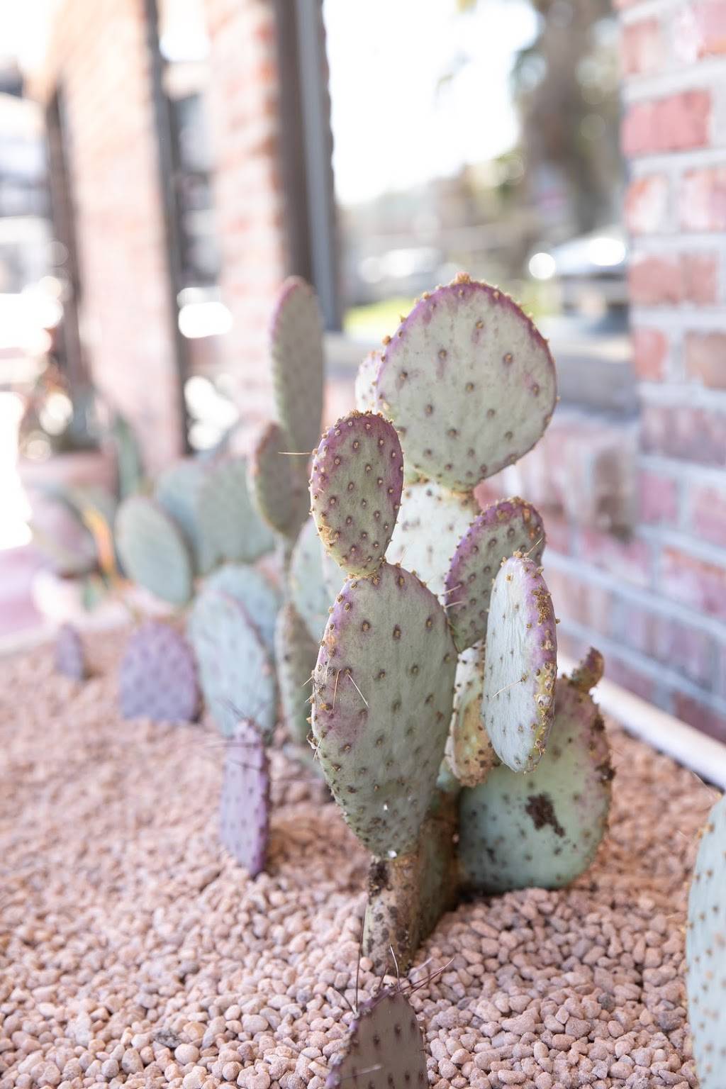 Pink Cactus Charleston | restaurant | 100 A Spring St, Charleston, SC 29403, USA | 8437649343 OR +1 843-764-9343