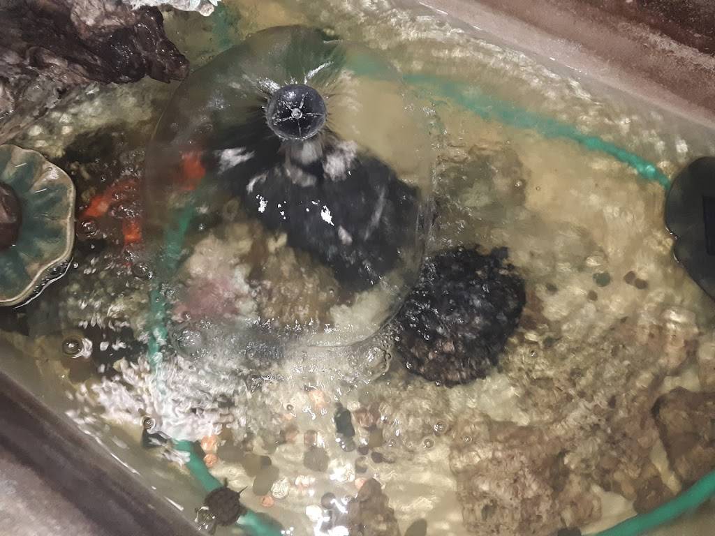 China Garden | restaurant | 2002 US-62, Highland, AR 72542, USA | 8708563336 OR +1 870-856-3336