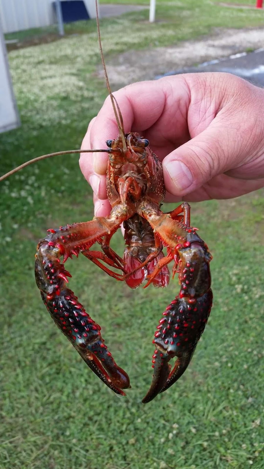 Op-Ops Cajun Cabin | restaurant | 7032 LA-1, Mansura, LA 71350, USA | 3182408264 OR +1 318-240-8264