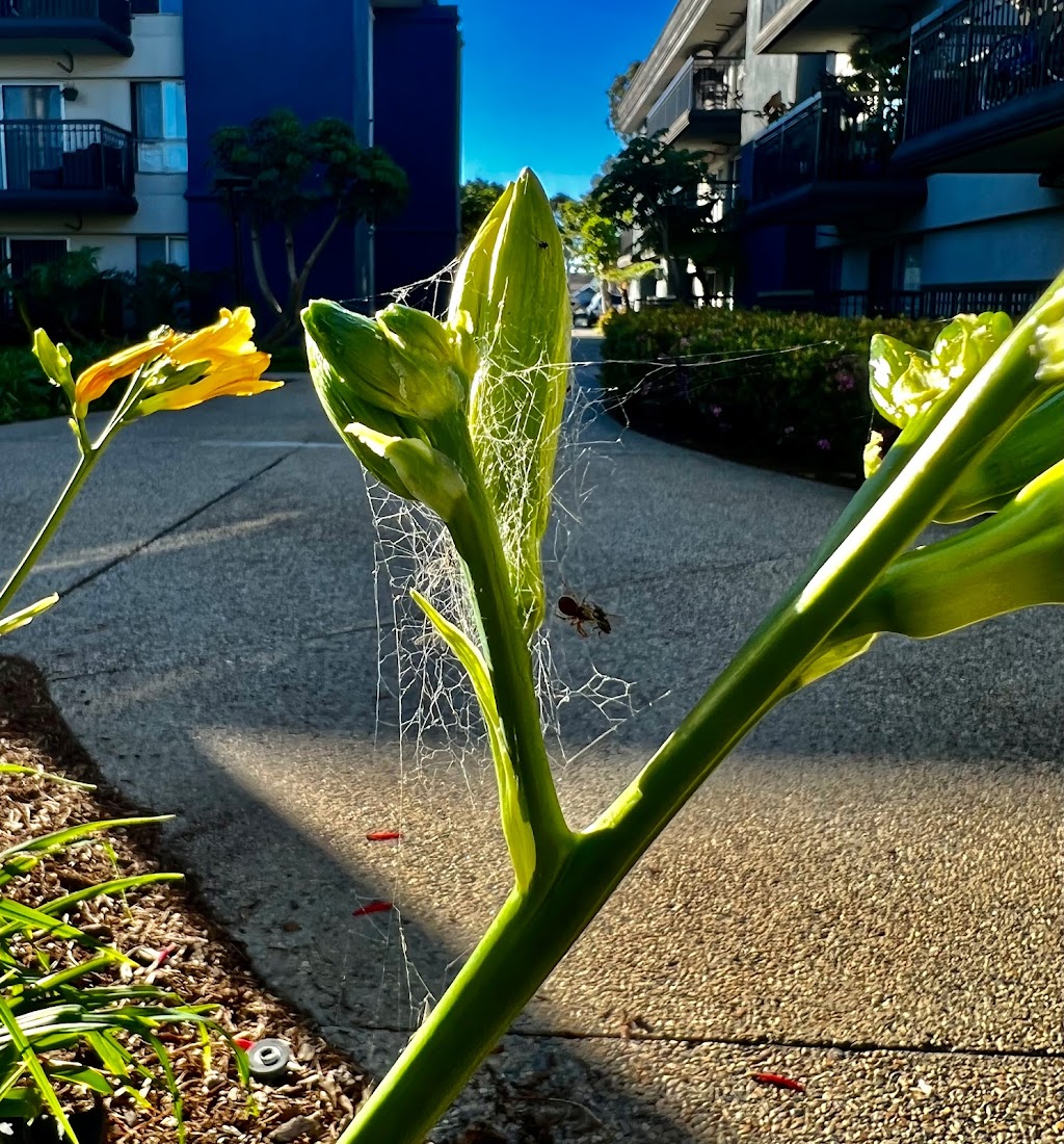 Janes Corndogs | restaurant | 907 Ocean Ave, Seal Beach, CA 90740, USA | 5624312854 OR +1 562-431-2854