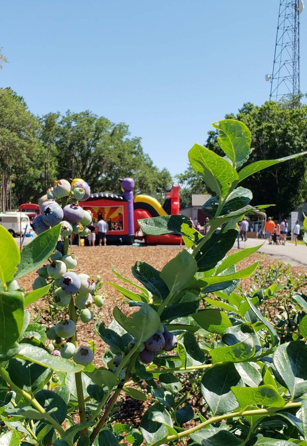 Keel Farms | restaurant | 5210 Thonotosassa Rd, Plant City, FL 33565, USA | 8137523892 OR +1 813-752-3892