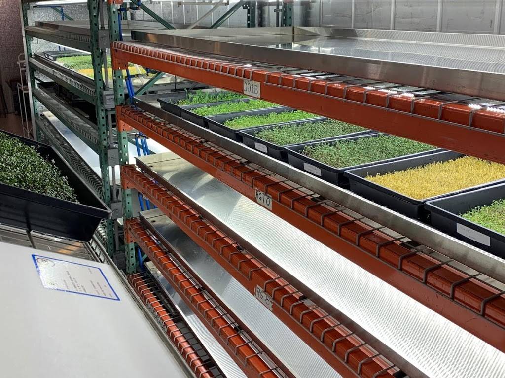 Microgreens from THE BOX | restaurant | 302 SE 24th St Lot#6, Ruskin, FL 33570, USA | 8134165444 OR +1 813-416-5444