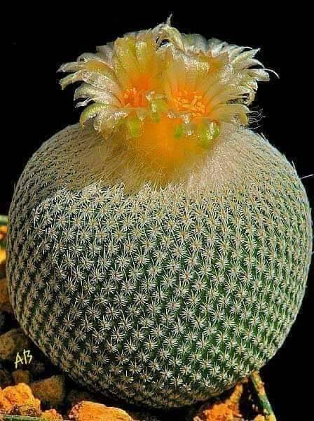 Pizza Hut | meal delivery | 2625 E Tropicana Ave Ste H, Las Vegas, NV 89121, USA | 7024359011 OR +1 702-435-9011