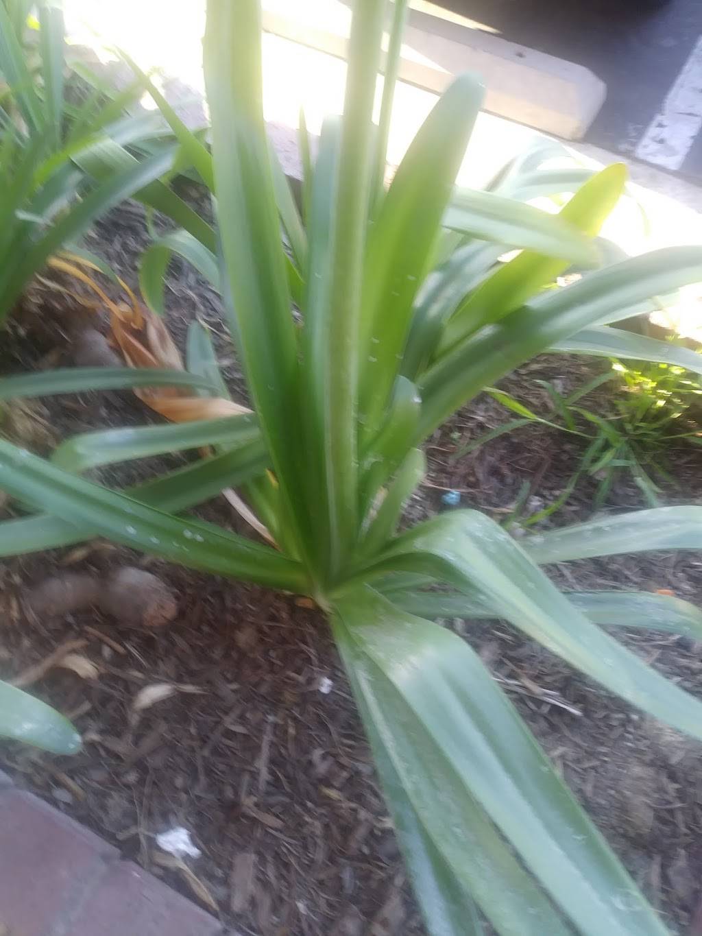 L & L Hawaiian BBQ | restaurant | 323 N Azusa Ave, West Covina, CA 91791, USA | 6267322221 OR +1 626-732-2221