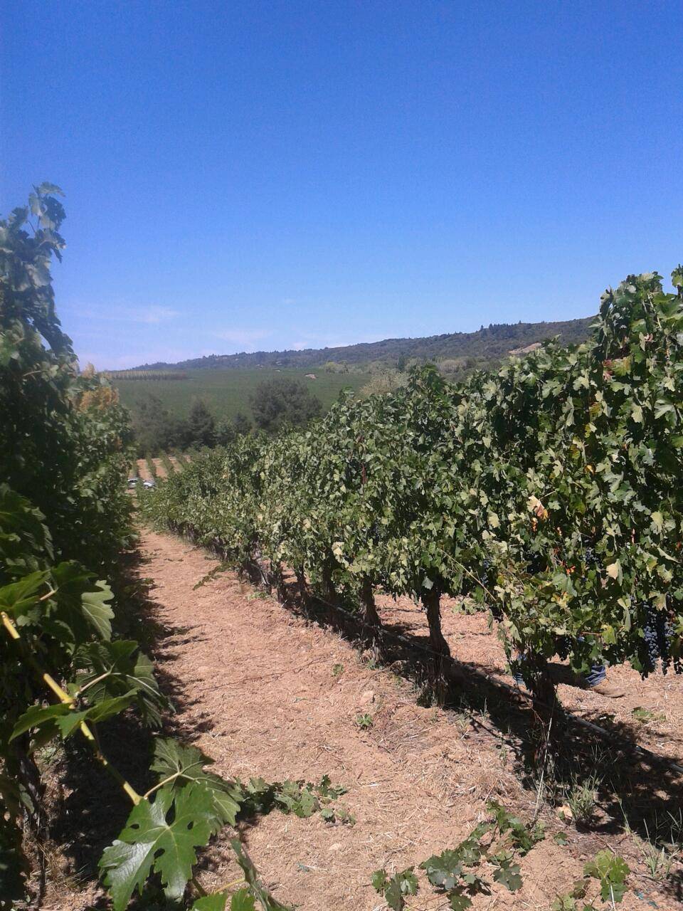 Wine Country Cuisine | restaurant | 3615 Stonypoint Rd, Santa Rosa, CA 95407, USA | 7075859434 OR +1 707-585-9434