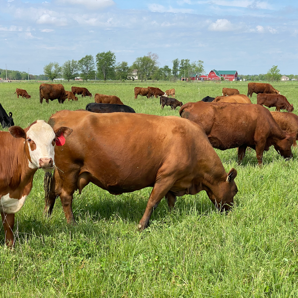 Tyner Pond Farm - Grass Fed Beef | restaurant | 90 West McClarnon This is our Farm Store in Town Call For Directions to Farm, Greenfield, IN 46140, USA | 3174777940 OR +1 317-477-7940