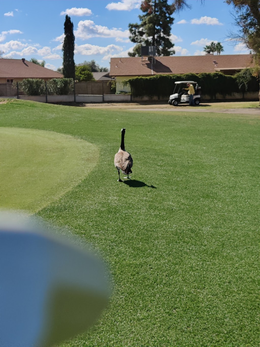 Bellair Golf Park | restaurant | 17233 N 45th Ave, Glendale, AZ 85308, USA | 6025137070 OR +1 602-513-7070