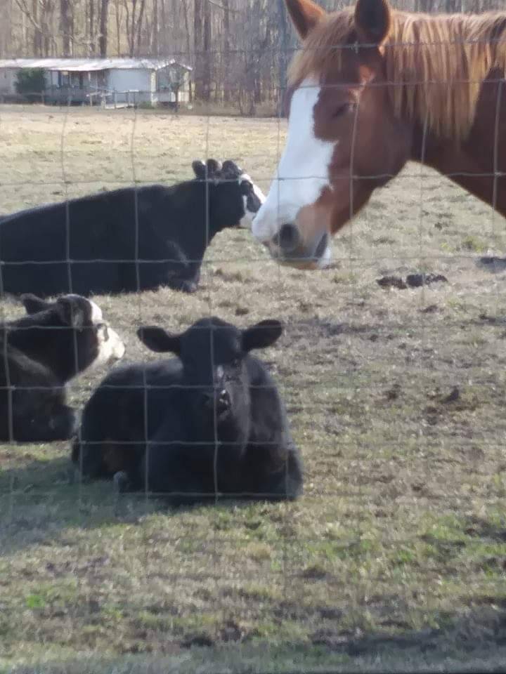 Patricia Holliday June for Montgomery City Council | restaurant | 528 N Pennsylvania St, Montgomery, AL 36107, USA | 3346503945 OR +1 334-650-3945