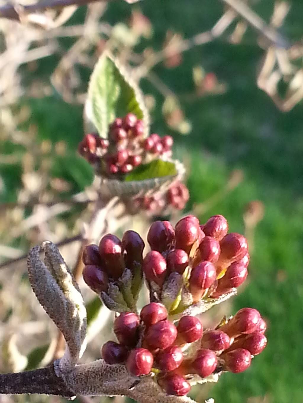 Cermele Cafe | cafe | 1025 Westchester Ave W, West Harrison, NY 10604, USA | 9142510302 OR +1 914-251-0302