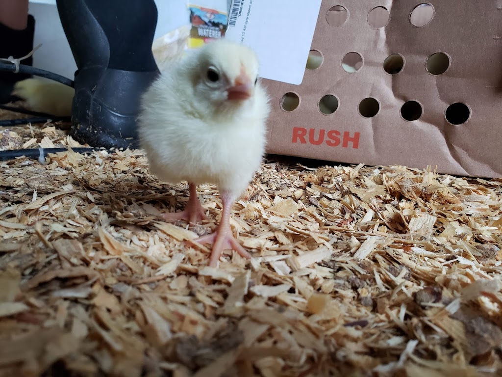 Five Mile Farms | restaurant | 39485 New Lancaster Rd, Lacygne, KS 66040, USA | 9136605980 OR +1 913-660-5980