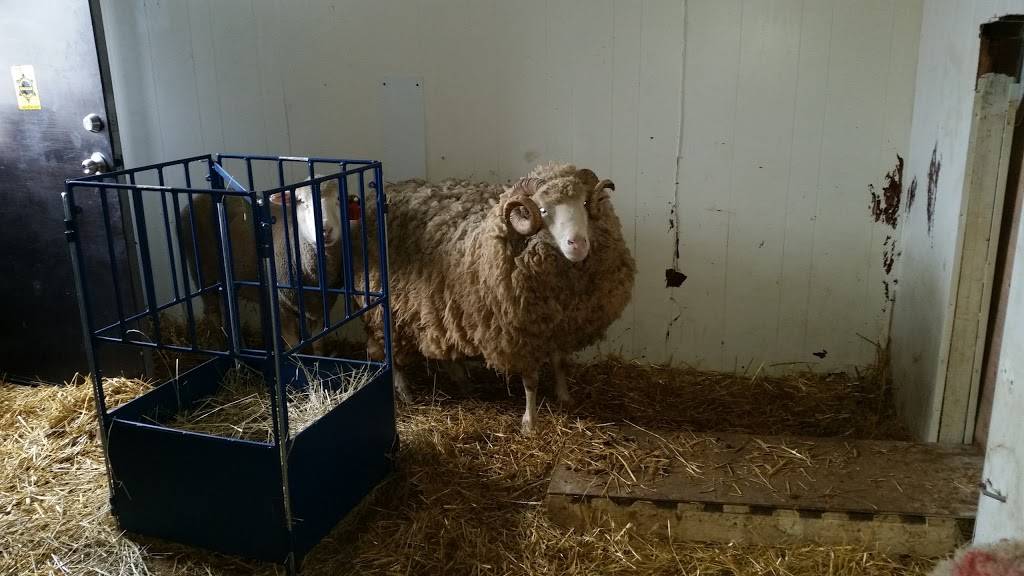 Halal Live Chicken LLC | restaurant | 5020 Edwin St, Hamtramck, MI 48212, USA | 3132858706 OR +1 313-285-8706