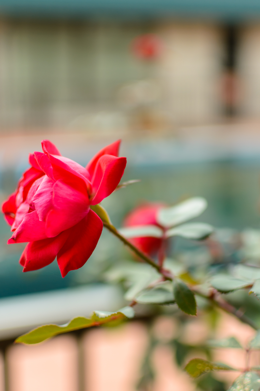 Magnuson Hotel - Mountain View | restaurant | 820 E Madison St, Covington, VA 24426, USA | 5409624951 OR +1 540-962-4951