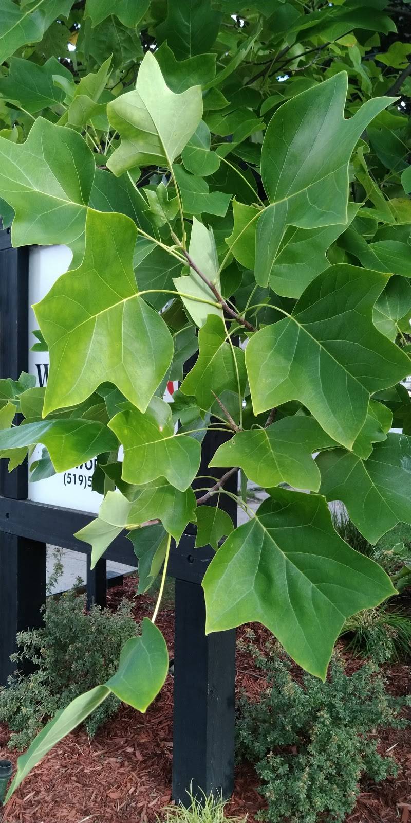 London Wine Bar Wortley Village | restaurant | 175 Wortley Rd, London, ON N6C 3P6, Canada | 5195183455 OR +1 519-518-3455