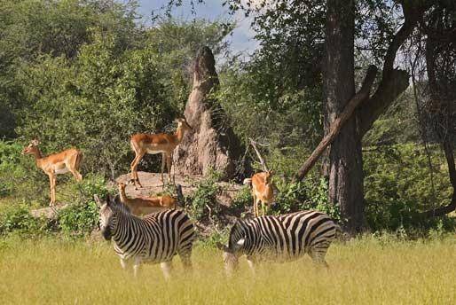 Agnello Travel | restaurant | 240 Lincoln Ave, Hawthorne, NJ 07506, USA | 9734272028 OR +1 973-427-2028