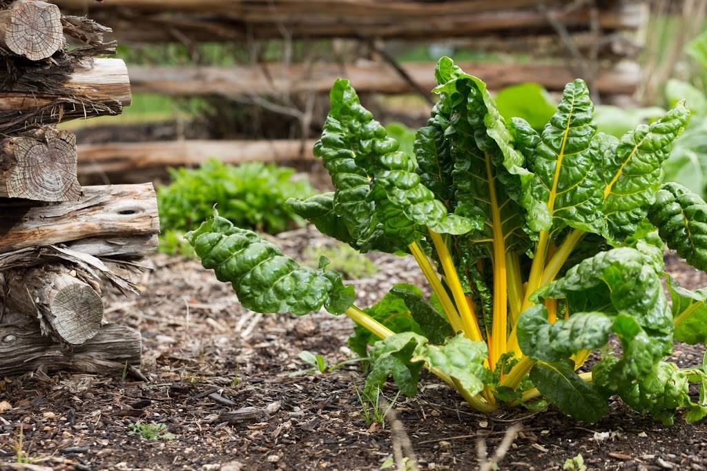 Antlers Lodge Restaurant | restaurant | 9800 Hyatt Resort Dr, San Antonio, TX 78251, USA | 2105204001 OR +1 210-520-4001