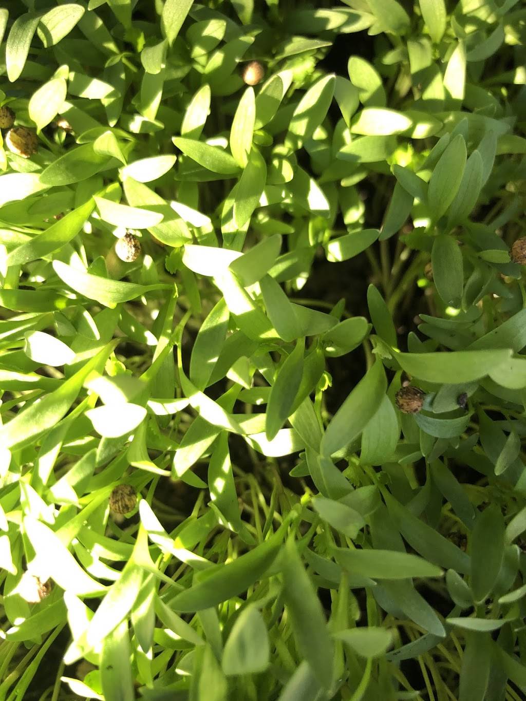 Microgreens R Us | restaurant | 4871 Conrad Ave, San Diego, CA 92117, USA | 8586100333 OR +1 858-610-0333