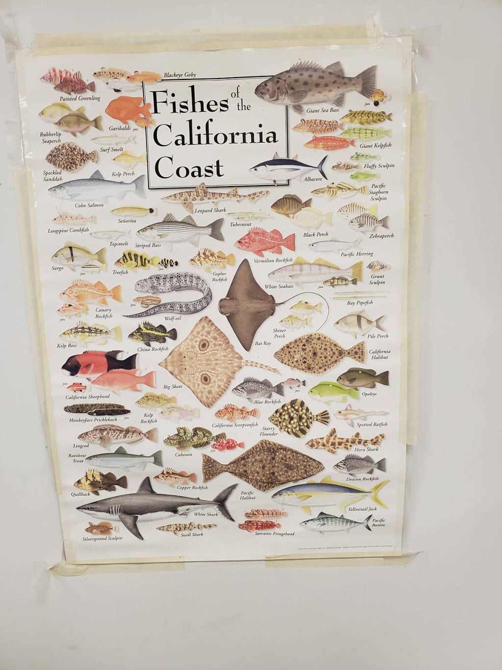 Franks Seafood | restaurant | 1305 Chester Pike, Sharon Hill, PA 19079, USA | 6104612048 OR +1 610-461-2048