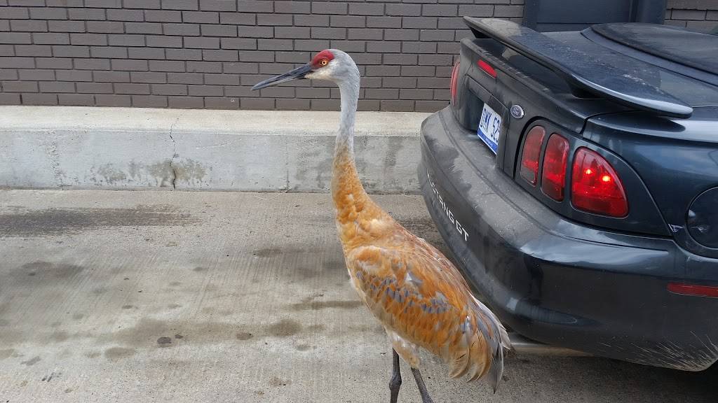 Burger King | restaurant | 2584 Airport Rd, Jackson, MI 49202, USA | 5177824799 OR +1 517-782-4799