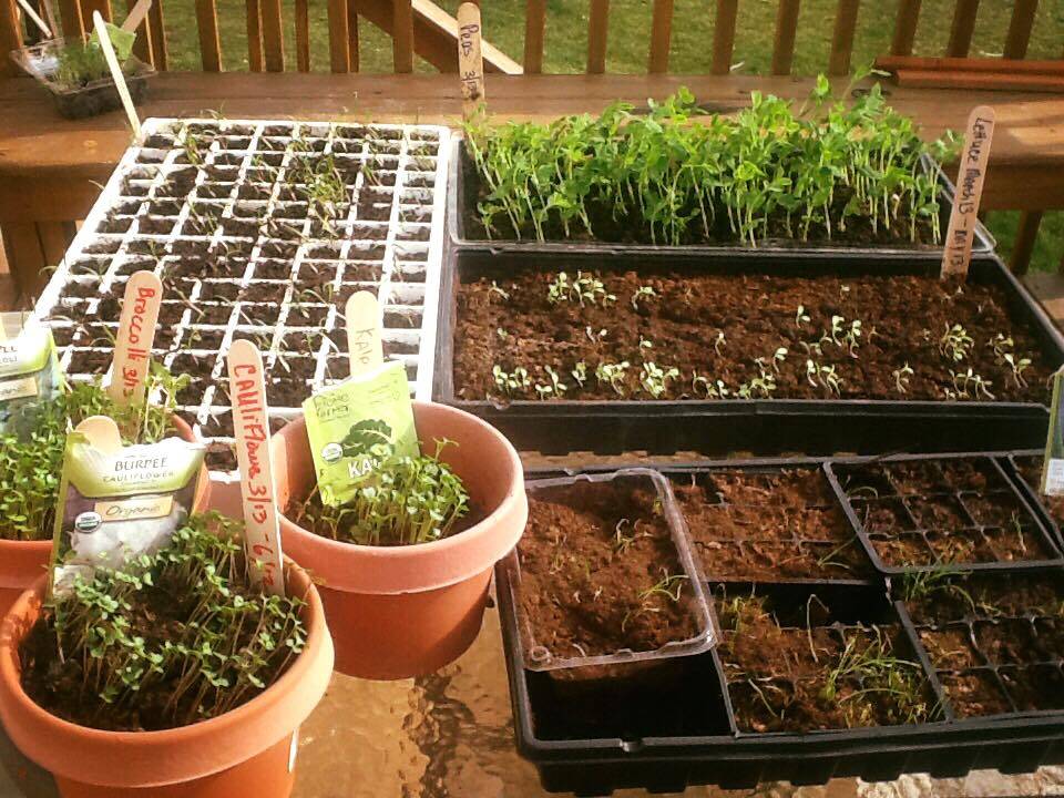 Mid Valley Organics, Inc. | restaurant | 13 Cortez Rd, Lake Ariel, PA 18436, USA | 5709379539 OR +1 570-937-9539