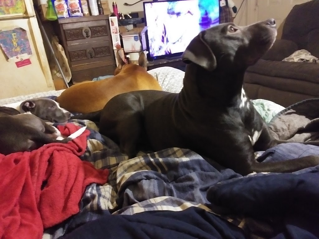 Little Caesars Pizza | meal delivery | 127 Audubon Dr, Maumelle, AR 72113, USA | 5018512727 OR +1 501-851-2727