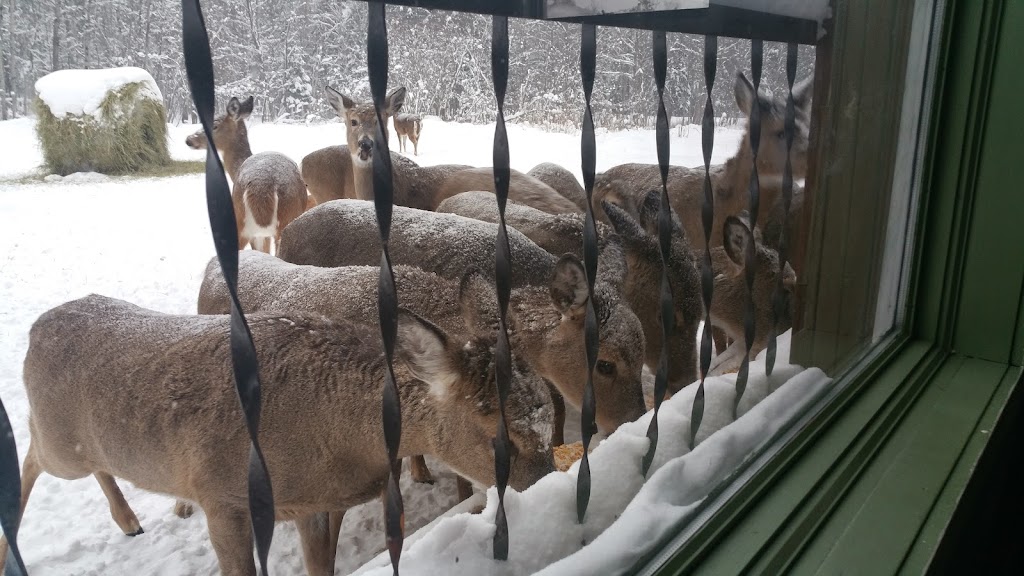 Hulbert Happy Hour | restaurant | 10402 S Maple St, Hulbert, MI 49748, USA | 9068762555 OR +1 906-876-2555