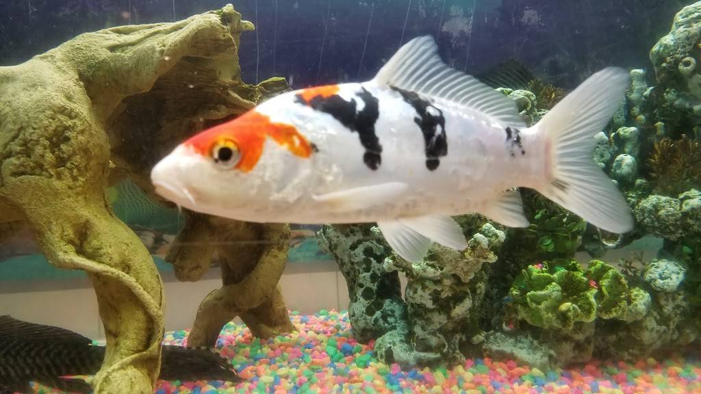 Tung Kee Mì Gia | restaurant | 11205 16th Ave SW, Seattle, WA 98146, USA | 2066614181 OR +1 206-661-4181