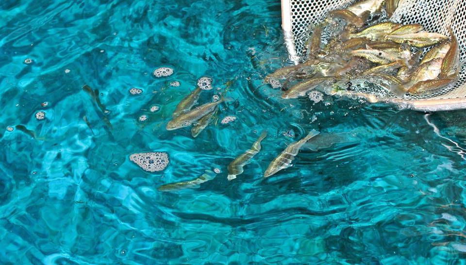 Moores Fish Farm | restaurant | 25353 S 4230 Rd, Inola, OK 74036, USA | 9183414194 OR +1 918-341-4194