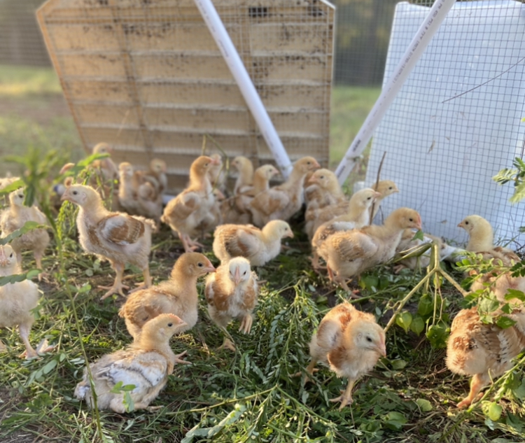 Bonnie Doon Ranch |  | 14671 W Hwy 328, Ocala, FL 34482, United States