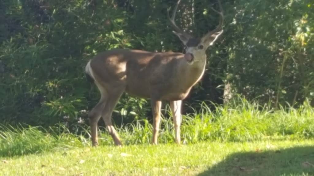 DeBell Golf Club | restaurant | 1500 E Walnut Ave, Burbank, CA 91501, USA | 8188450022 OR +1 818-845-0022