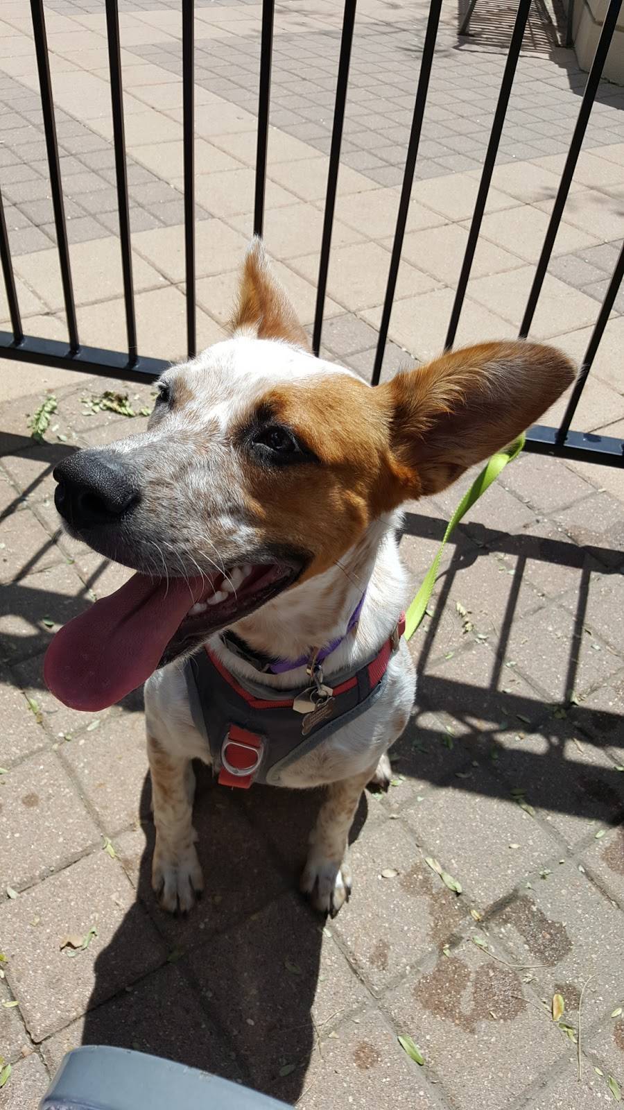 The Wobbly Olive | restaurant | 3317 Cinema Point, Colorado Springs, CO 80922, USA | 7192479504 OR +1 719-247-9504