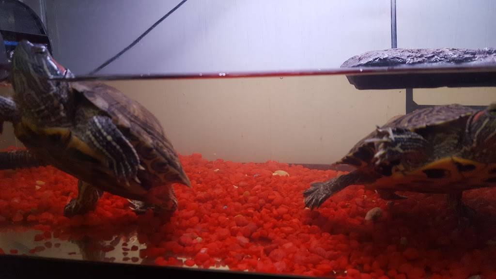 Wongs Express Chinese | restaurant | 12333 Hwy 6, Santa Fe, TX 77510, USA | 4099256111 OR +1 409-925-6111