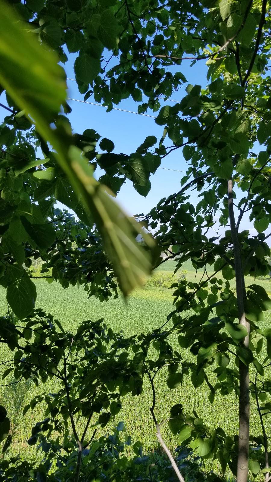 George Webb Restaurant | restaurant | N112W15800 Mequon Rd, Germantown, WI 53022, USA | 2622515925 OR +1 262-251-5925