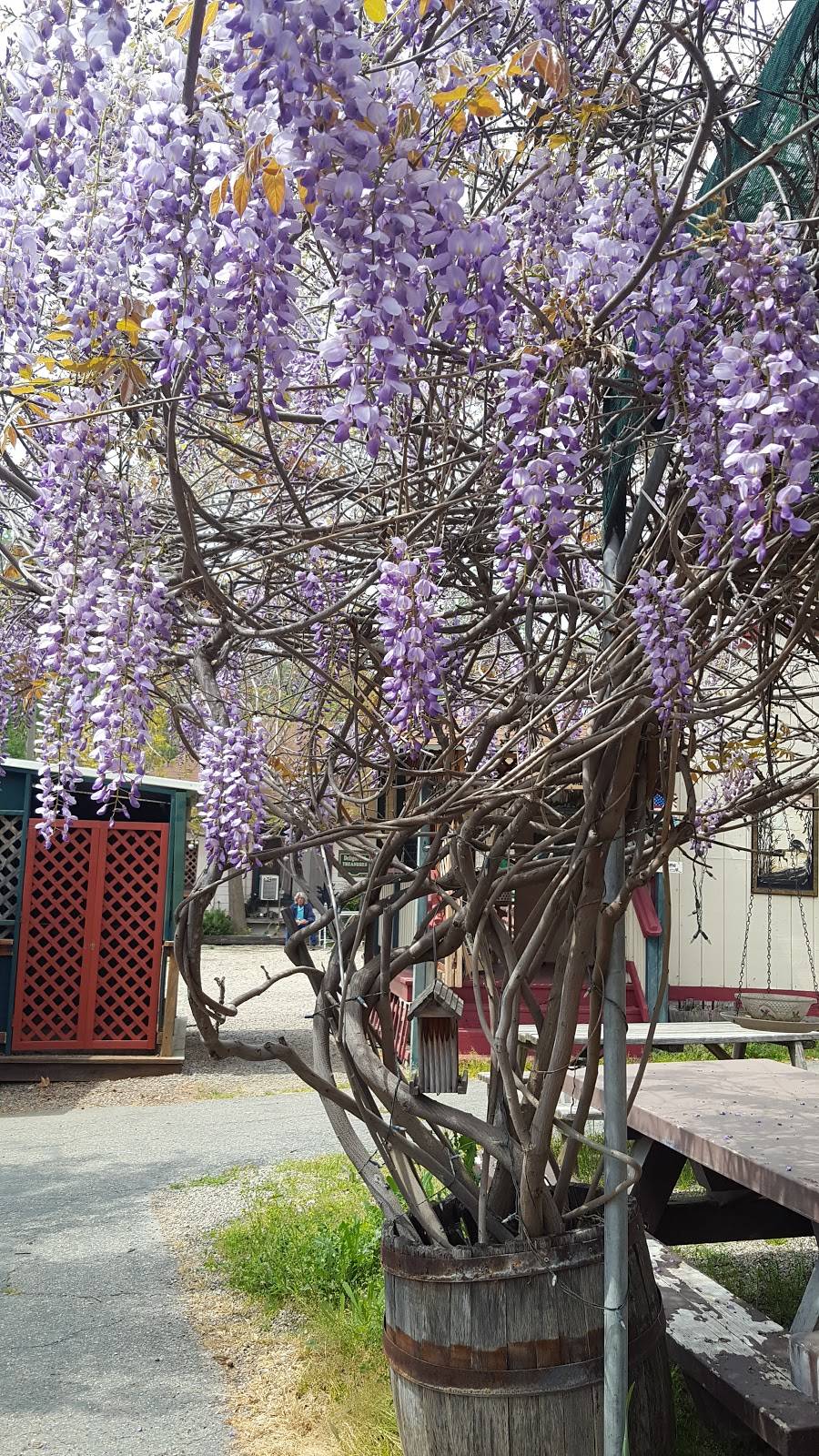 Wild Fig Kitchen | restaurant | 35300 CA-41, Coarsegold, CA 93614, USA | 5596583447 OR +1 559-658-3447