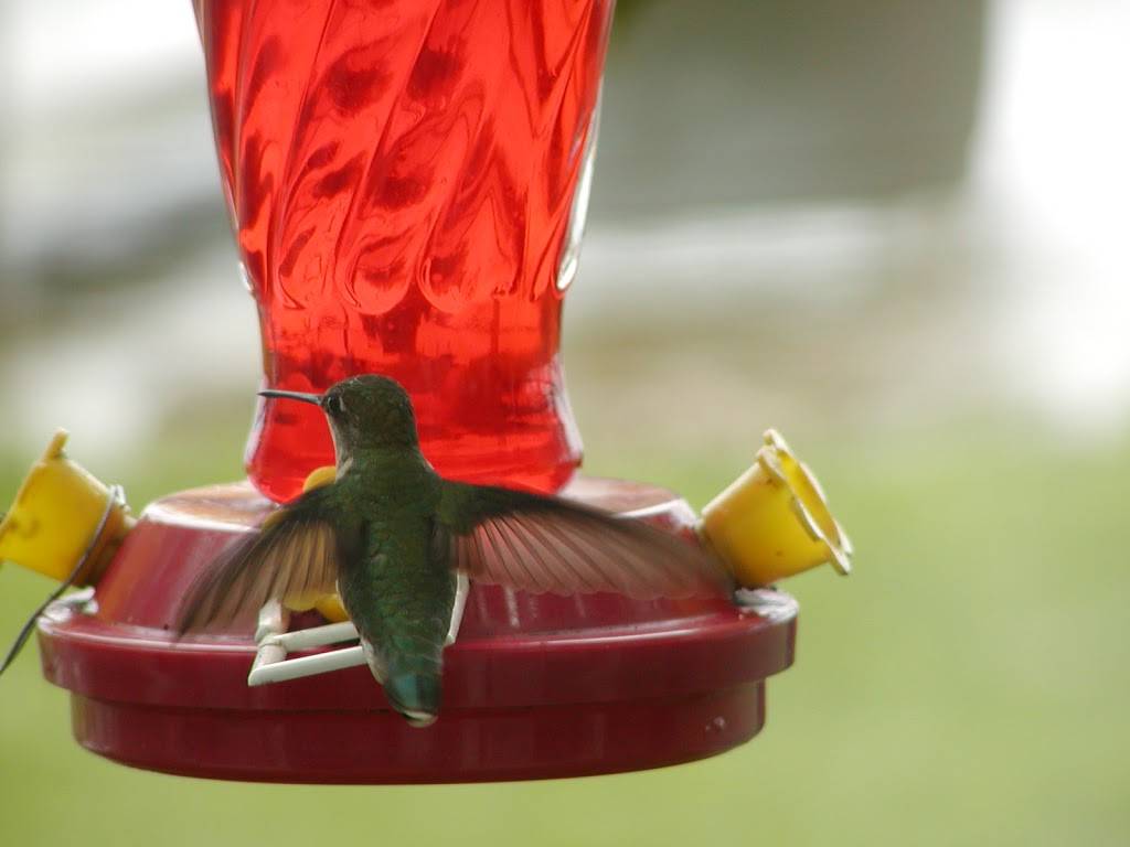 Douglas Lake Bar & Steakhouse | restaurant | 10990 Douglas Lake Rd, Pellston, MI 49769, USA | 2315398588 OR +1 231-539-8588