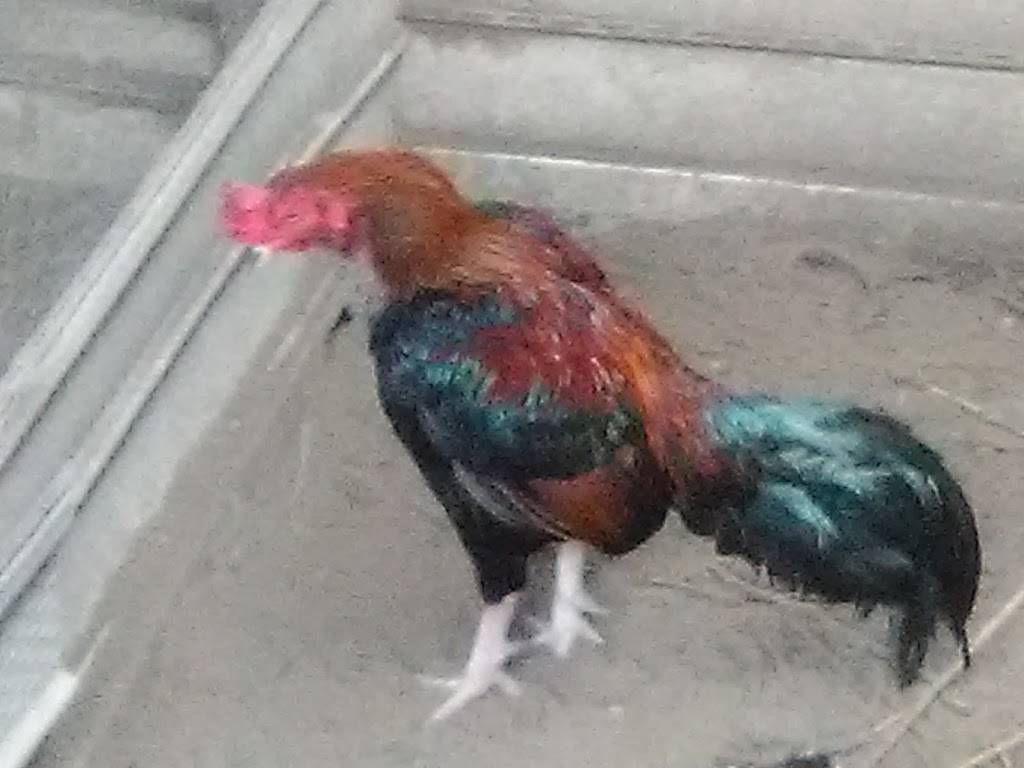 Backyard Brawlers Game Farm | restaurant | 7574 County Rd 4084, Scurry, TX 75158, USA | 4693679023 OR +1 469-367-9023