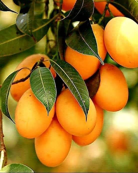 El Pollo Asil | restaurant | Plaza las Fuentes, El Refugio 24825, Florido, Florido III, 22237 Tijuana, B.C., Mexico | 016649026464 OR +52 664 902 6464