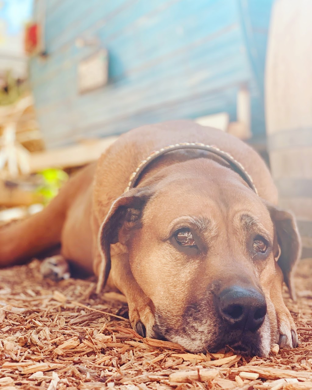 Dog Willing Pizza | restaurant | 21 Canyon Lake Dr #108, Port Costa, CA 94569, USA | 5106891968 OR +1 510-689-1968