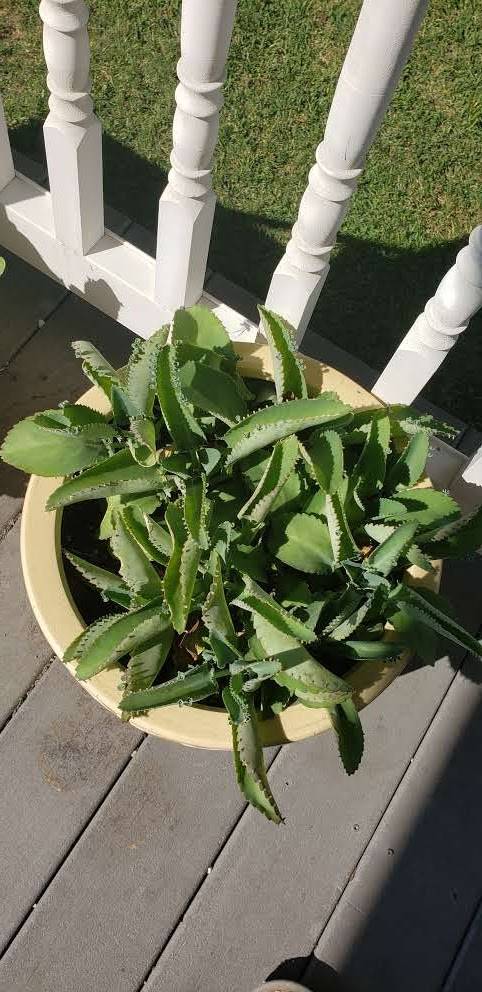 Mea Culpa Cafe | cafe | 2410 Colonial Ave, Norfolk, VA 23517, USA | 7578051727 OR +1 757-805-1727