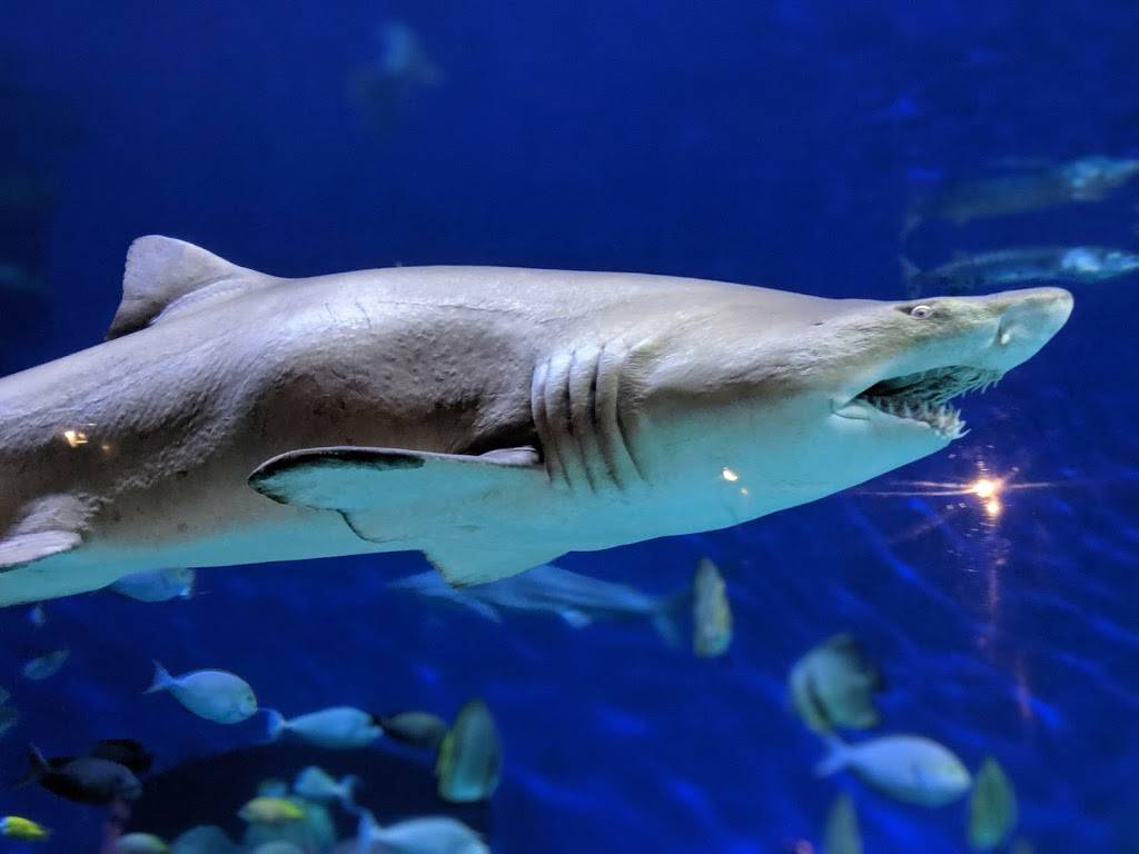 Downtown Aquarium | restaurant | 700 Water St, Denver, CO 80211, USA | 3035614450 OR +1 303-561-4450