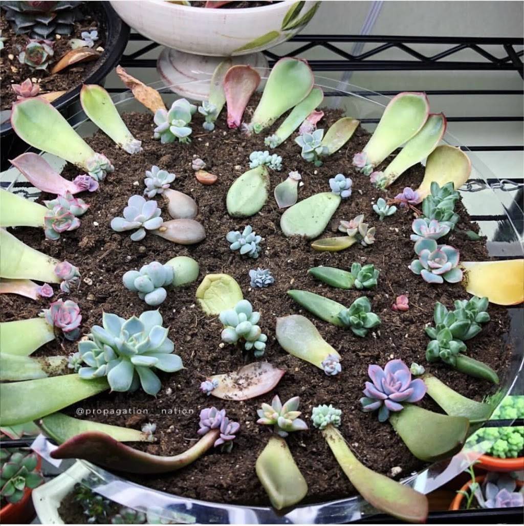 I4 Coffee Restaurant | restaurant | 10212 Westminster Ave, Garden Grove, CA 92843, USA | 7145348444 OR +1 714-534-8444