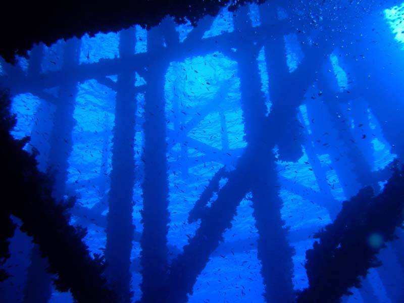 DAS Ocean | restaurant | 8500 Cypresswood Dr, Houston, TX 77070, USA | 7132545770 OR +1 713-254-5770