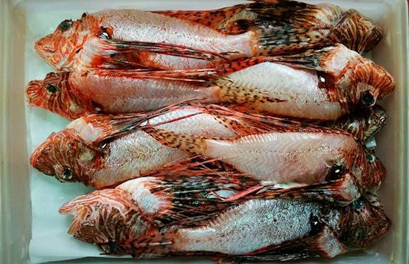 Deland Fish House | restaurant | 310 E International Speedway Blvd, DeLand, FL 32724, USA | 3867400069 OR +1 386-740-0069