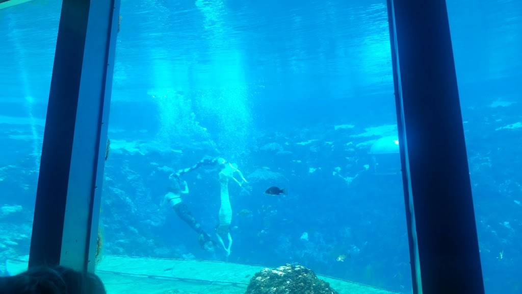 Little Greek Fresh Grill-USF/Fowler | restaurant | 2548 E Fowler Ave, Tampa, FL 33614, USA | 8139719106 OR +1 813-971-9106