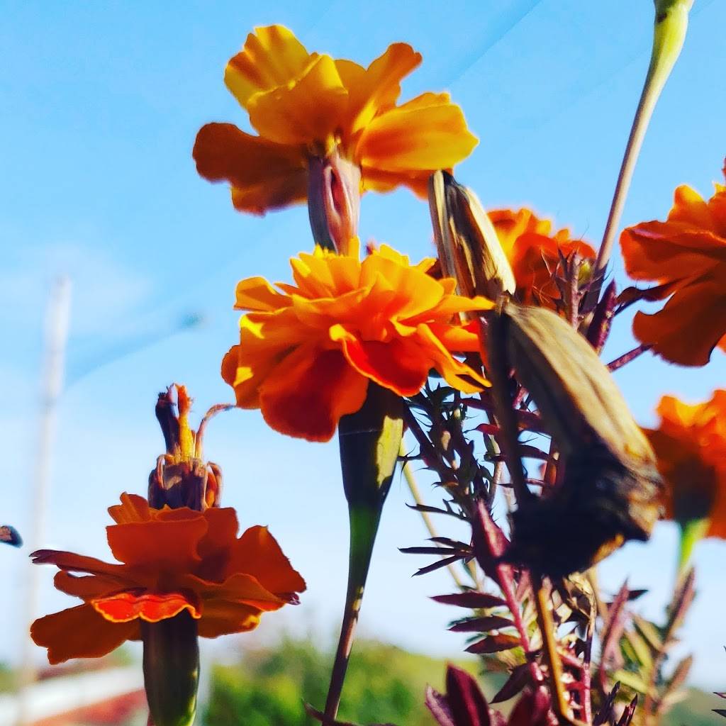 Fireside Grill | restaurant | 218 S Pine St, Harrison, AR 72601, USA | 8707166535 OR +1 870-716-6535