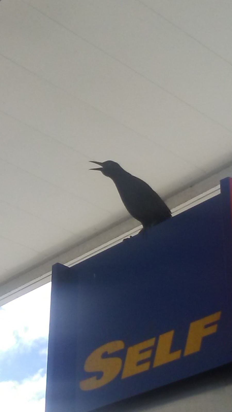 Shell | restaurant | 4126 Palm Beach Blvd, Fort Myers, FL 33916, USA | 2396936633 OR +1 239-693-6633