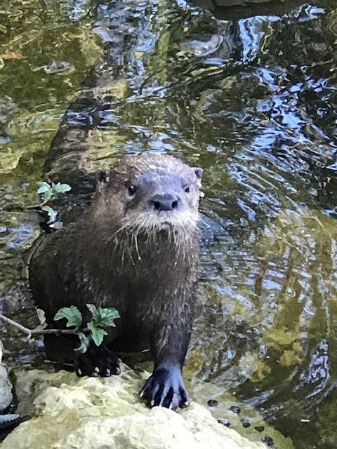 ChiknButt Cafe | restaurant | 6621 Riverside Dr, Yankeetown, FL 34498, USA | 3524056670 OR +1 352-405-6670